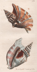 Plate 707 Avicular Crenatula